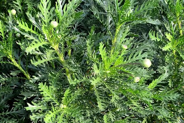 黄金菊的修剪方法，将顶部的新芽摘除可促进侧枝生长