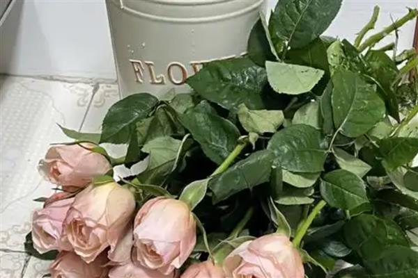 水养玫瑰花垂头了如何补救，需要为其换一次清水