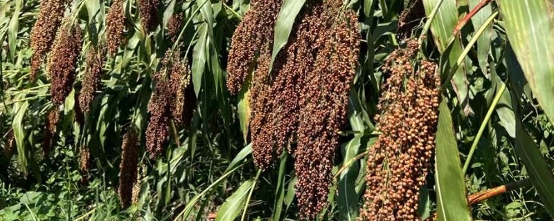 高粱的适宜种植地区，早熟和中早熟品种适合种在新疆、甘肃等地方