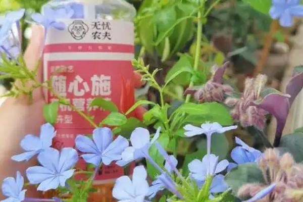 蓝雪花在几月发芽，在3月份发出新芽