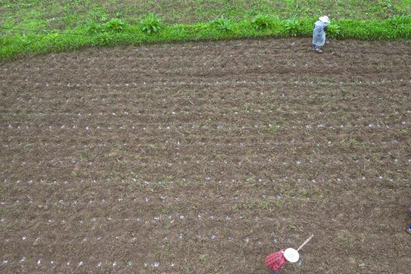 高粱的适宜种植地区，早熟和中早熟品种适合种在新疆、甘肃等地方