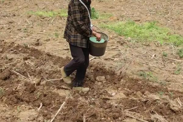 高粱的适宜种植地区，早熟和中早熟品种适合种在新疆、甘肃等地方