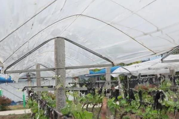 哪种葡萄遮雨棚较便宜，简易棚最经济