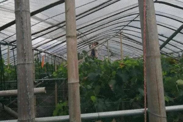 哪种葡萄遮雨棚较便宜，简易棚最经济