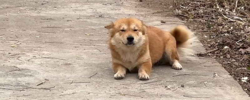 狗牙龈红肿的原因，包括口腔卫生和牙齿畸形等