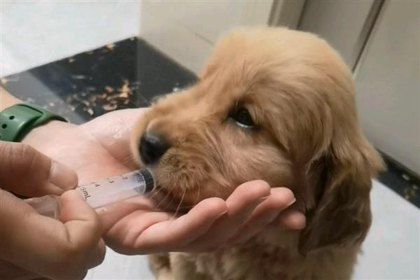 狗牙龈红肿的原因，包括口腔卫生和牙齿畸形等