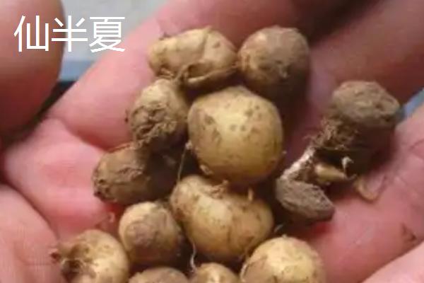 生半夏法半夏姜半夏清半夏有什么区别，不同种类的炮制方法各不相同