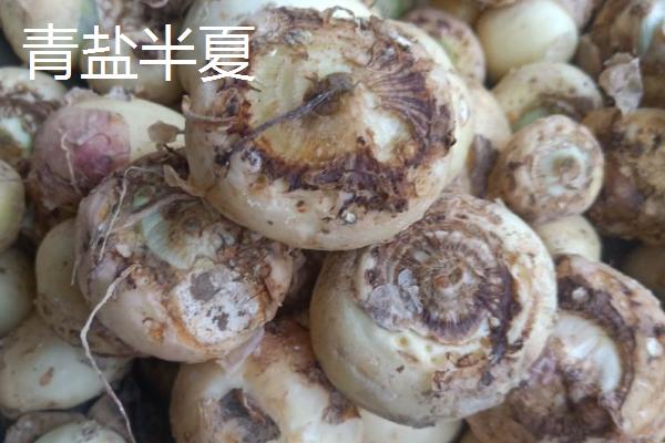 生半夏法半夏姜半夏清半夏有什么区别，不同种类的炮制方法各不相同