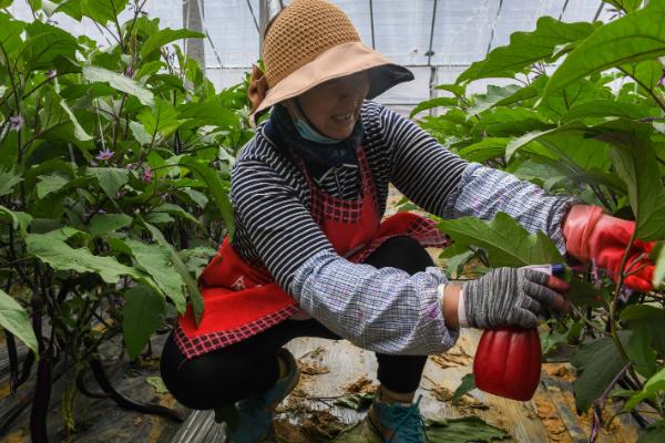 10月份管理蔬菜的方法，做好应季蔬菜的换茬工作才能不误农时