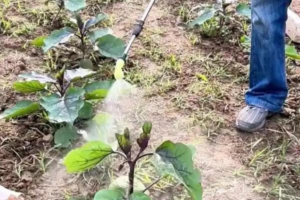 10月份管理蔬菜的方法，做好应季蔬菜的换茬工作才能不误农时