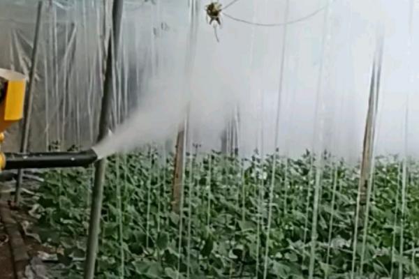 10月份管理蔬菜的方法，做好应季蔬菜的换茬工作才能不误农时