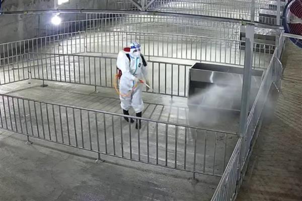 300多斤的猪发生口蹄疫会不会死亡，患上恶性口蹄疫的死亡率为20-50%