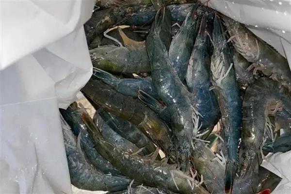 有哪些水产动物，包括鱼类、虾类等