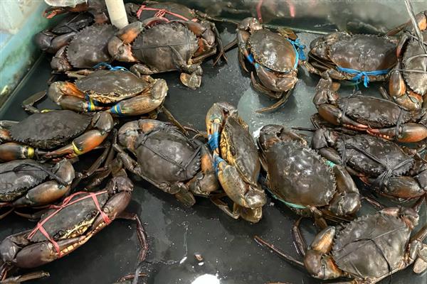有哪些水产动物，包括鱼类、虾类等