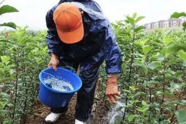 哪些施肥方式不合理，常见以下四种情况