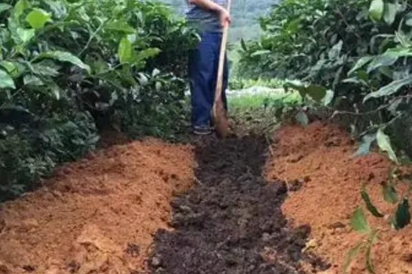 哪些施肥方式不合理，常见以下四种情况