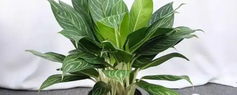 白雪公主的品种介绍，是观叶类植物