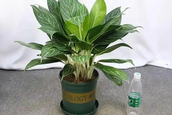 白雪公主的品种介绍，是观叶类植物