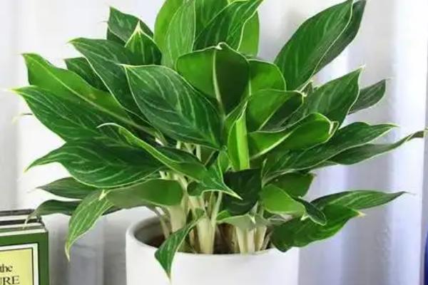 白雪公主的品种介绍，是观叶类植物