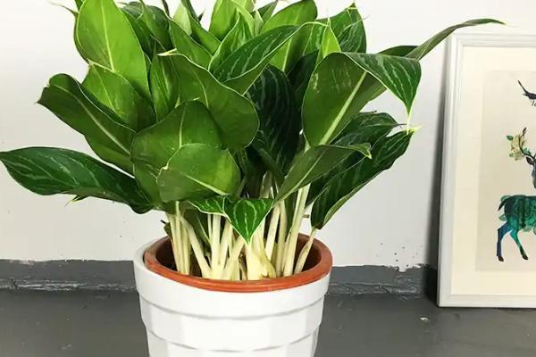 白雪公主的品种介绍，是观叶类植物