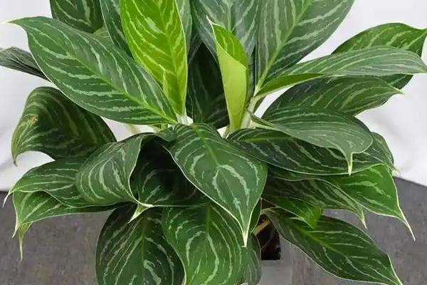 白雪公主的品种介绍，是观叶类植物