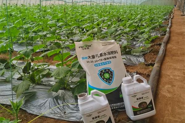 黄瓜花打顶的防治方法，可能是温度异常或肥水失调