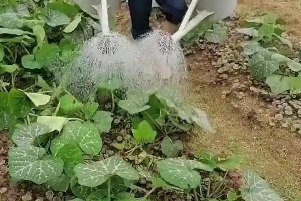 黄瓜花打顶的防治方法，可能是温度异常或肥水失调