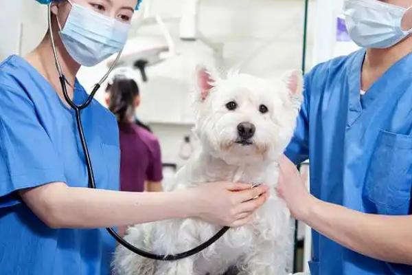 小狗喝水时吐水的原因，可能是水质差、喝水过急等因素所致