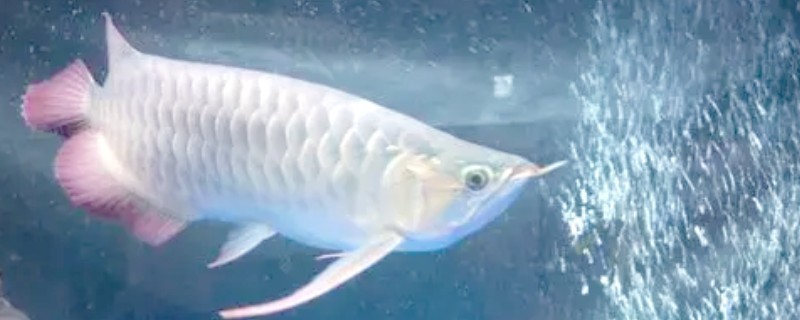 龙鱼怎么饲养，每周至少换水20-30%