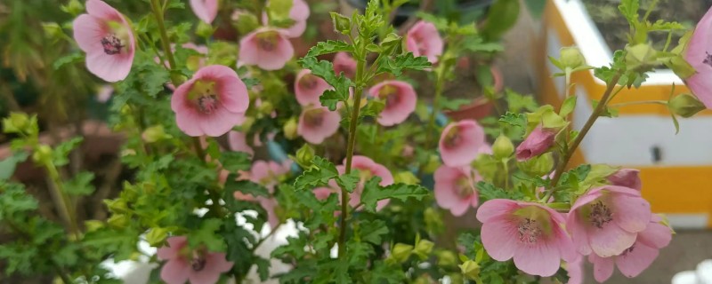 养殖小木槿要用深盆吗，根系较浅使用深盆不利于植株吸收水分和养分