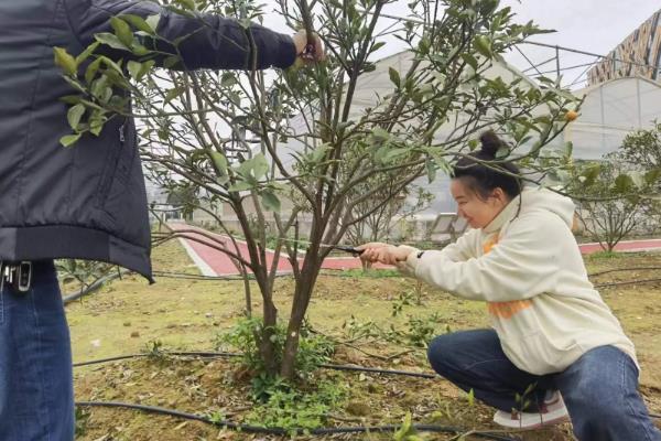 金桔树的养殖方法，通常7至10天上一次肥