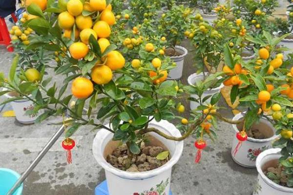 金桔树的养殖方法，通常7至10天上一次肥