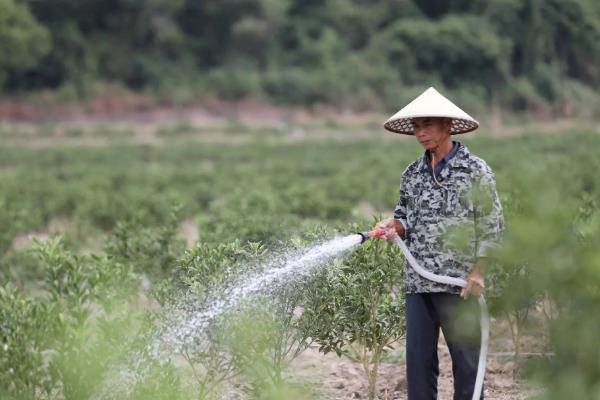 金桔树的养殖方法，通常7至10天上一次肥