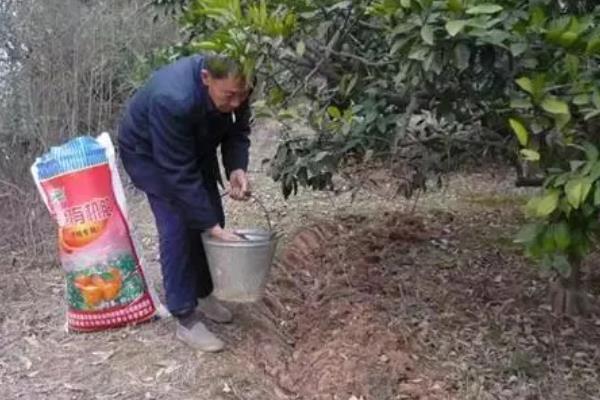 金桔树的养殖方法，通常7至10天上一次肥