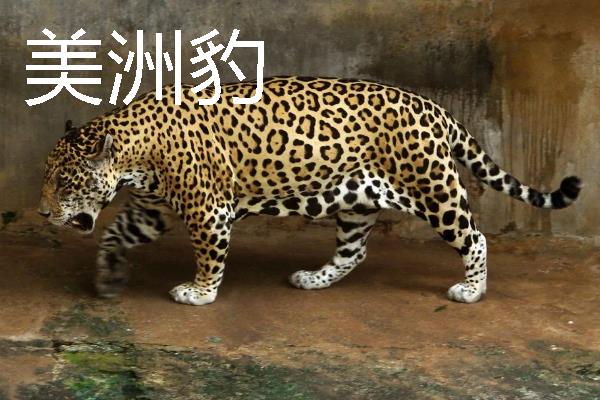 鳄鱼有天敌吗，鳄鱼有天敌