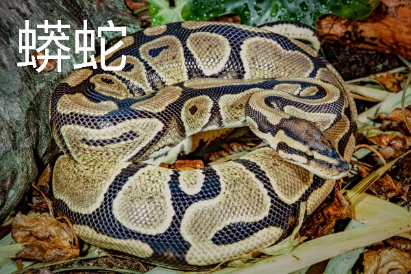 鳄鱼有天敌吗，鳄鱼有天敌