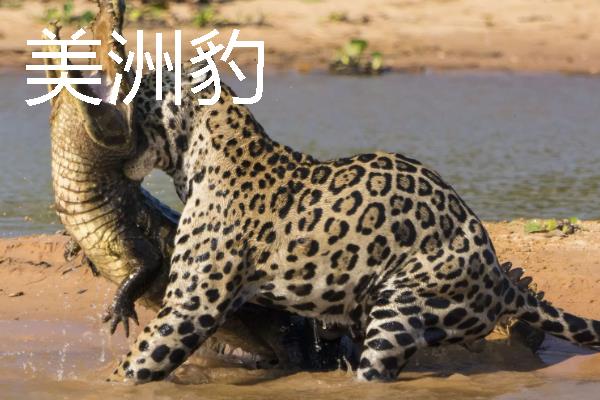 鳄鱼有天敌吗，鳄鱼有天敌