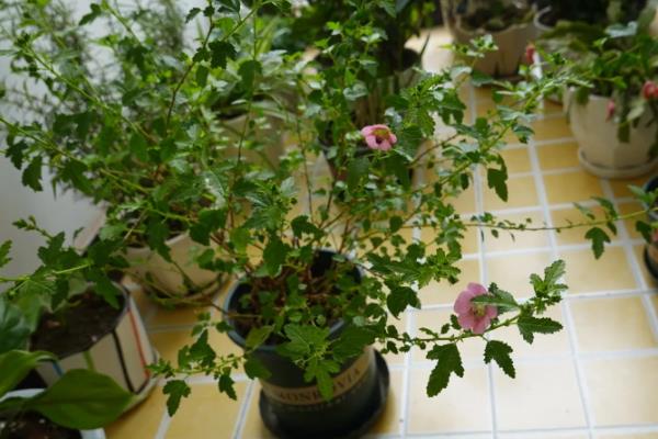 养殖小木槿要用深盆吗，根系较浅使用深盆不利于植株吸收水分和养分