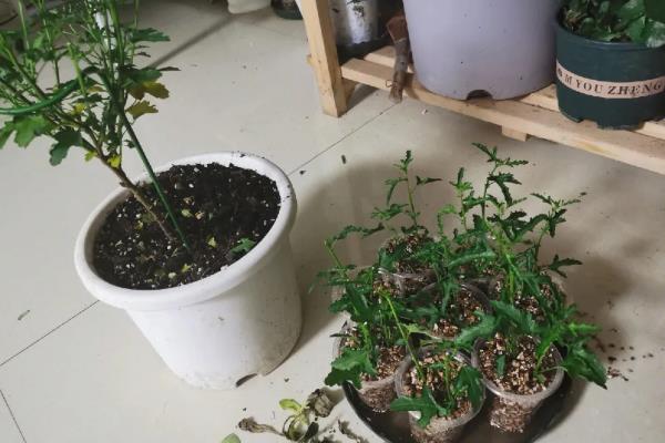 养殖小木槿要用深盆吗，根系较浅使用深盆不利于植株吸收水分和养分
