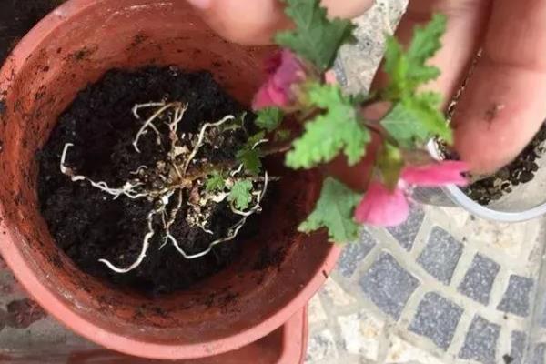 养殖小木槿要用深盆吗，根系较浅使用深盆不利于植株吸收水分和养分
