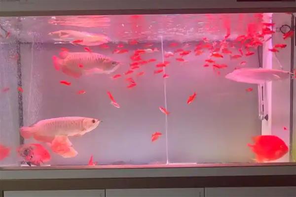 龙鱼怎么饲养，每周至少换水20-30%