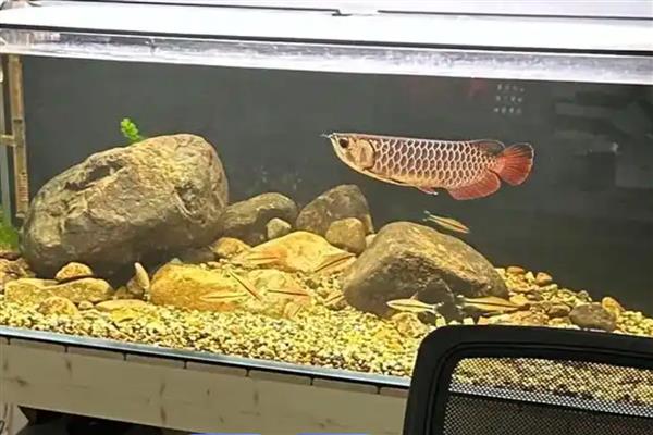 龙鱼怎么饲养，每周至少换水20-30%