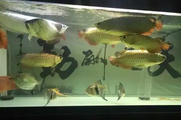 龙鱼怎么饲养，每周至少换水20-30%