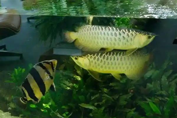龙鱼怎么饲养，每周至少换水20-30%