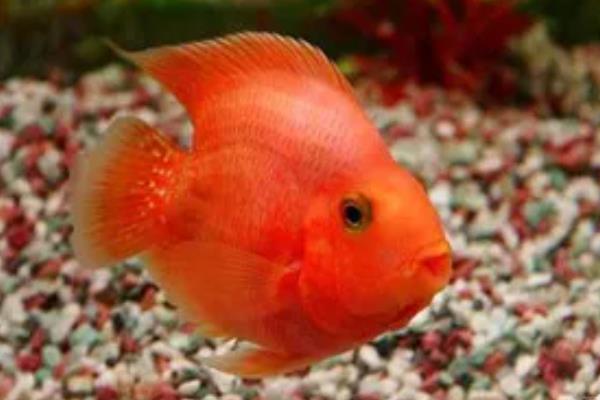 红鹦鹉鱼可以繁殖吗，相同品种不能繁殖