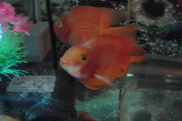 红鹦鹉鱼可以繁殖吗，相同品种不能繁殖