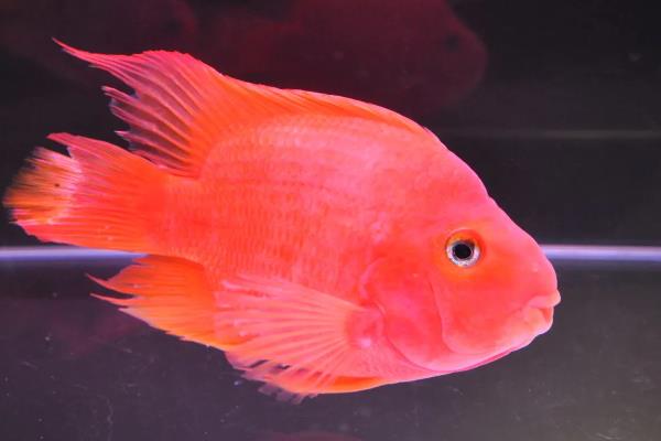 红鹦鹉鱼可以繁殖吗，相同品种不能繁殖