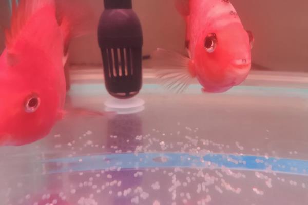 红鹦鹉鱼可以繁殖吗，相同品种不能繁殖