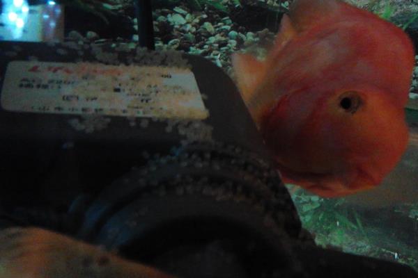 红鹦鹉鱼可以繁殖吗，相同品种不能繁殖