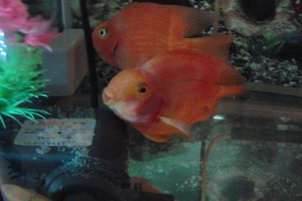 红鹦鹉鱼可以繁殖吗，相同品种不能繁殖